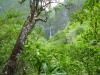 P1000118-Hanakapiai Falls-thumb.jpg